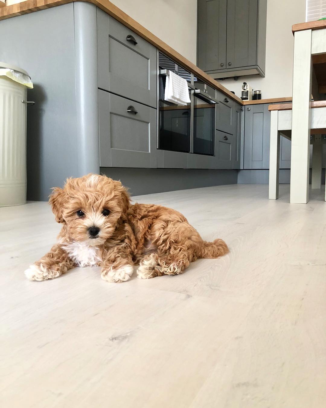 Maltipoo